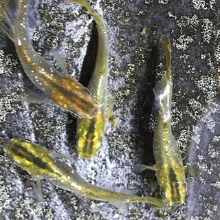 メダカ めだか 鳳凰ラメ 今年産まれの 若魚・成魚の画像