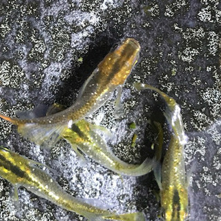 メダカ めだか 鳳凰ラメ 今年産まれの 若魚・成魚