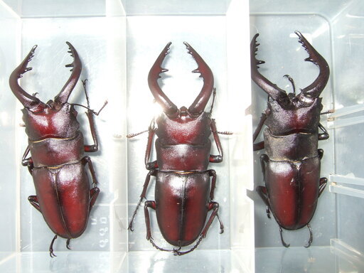 天然　ノコギリクワガタ　3ペア　その14