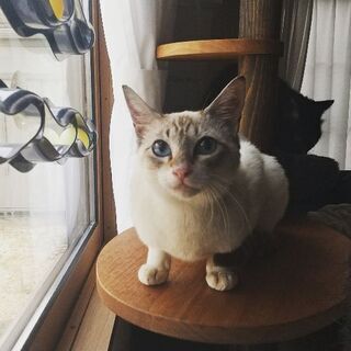 保護してくださる方が見つかりました！1歳。No.56ちゃん。