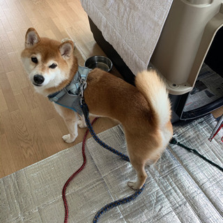 柴犬　雄　虚勢済　里親さん募集中です。