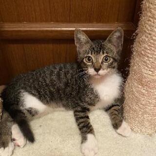 キジシロの元気な子猫