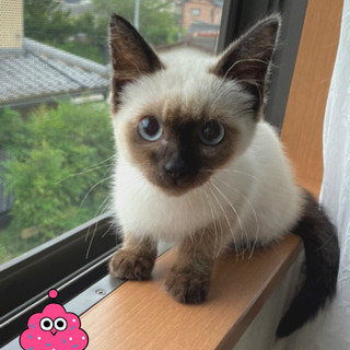 決定しました。沢山の応募感謝致しますm(_ _)m