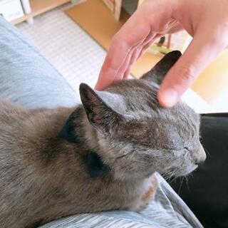 甘えん坊の猫ちゃんです