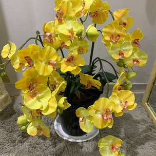 差し上げます　造花　胡蝶蘭　光触媒