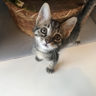 キリッとした見た目とは裏腹に少し控えめなキジくん🙀