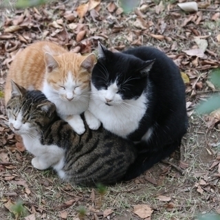 猫屋敷を清掃　札幌　2N消毒センター　事件現場特殊清掃士が在籍！