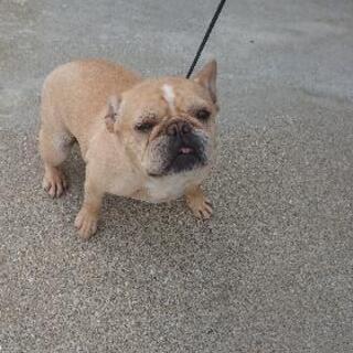 繁殖引退犬。フレンチブルドッグ 雌