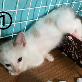 子猫4匹 新しいお家を探してます。残り1匹