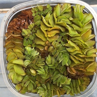 水草、オオサンショウモ,値下げしました