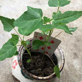 パパイヤの苗 果物 フルーツ 苗木 観葉植物 5株お得セット