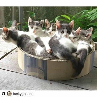 ５匹の可愛い子猫(代理投稿)