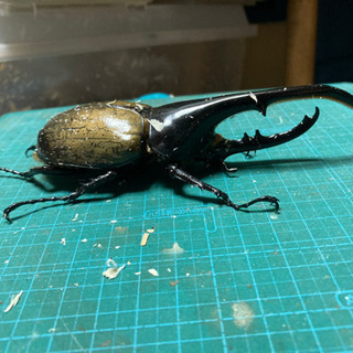 ヘラクレスオオカブト ペア 2020.6