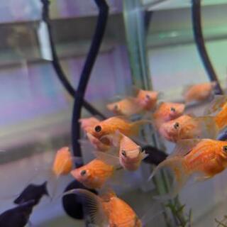 熱帯魚　スーパーロングフィンオレンジストライプライヤーテールバル...