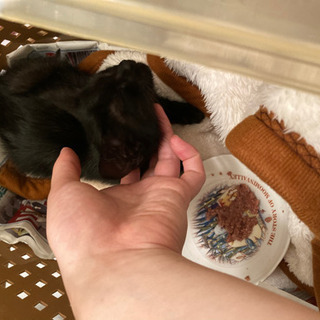 黒猫(子猫)