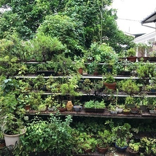 盆栽 多数