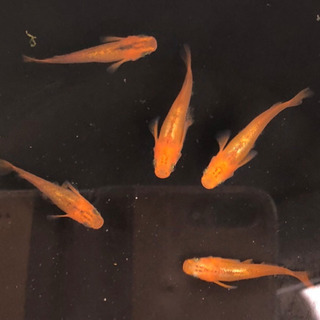 めだか　カナリア　稚魚から幼魚　10匹の画像