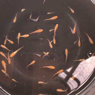めだか　カナリア　稚魚から幼魚　10匹の画像