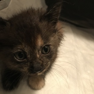 【一旦停止】生後3週間程度の子猫の里親募集です