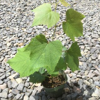 ①デラウェア（ぶどう）挿し木苗の画像