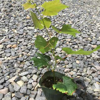 ①デラウェア（ぶどう）挿し木苗の画像