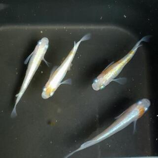 ★極上・白カブキ卵10+α★の画像