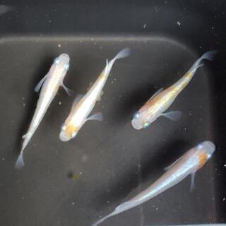 ★極上・白カブキ卵10+α★の画像