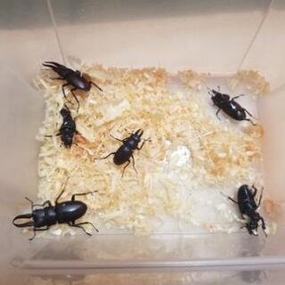 天然　ノコギリクワガタ　セット　NO.3　受け渡し者決まりました！