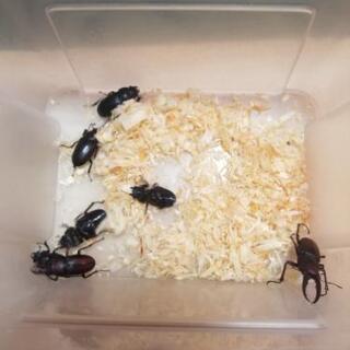 天然！　ノコギリクワガタセット　NO.4　受け渡し者決まりました！