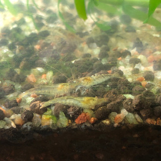 ミナミヌマエビ　20匹以上　500円の画像