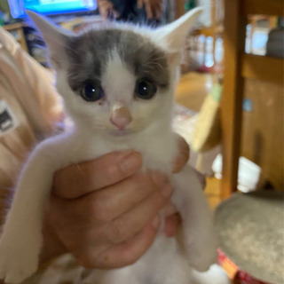 雄の子猫の里親募集