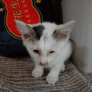 子猫