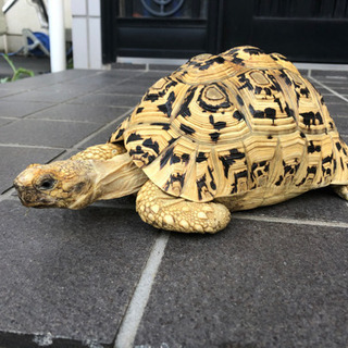 ヒョウモンリクガメ