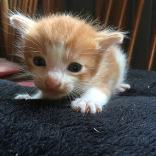 保護猫です！　茶トラ男の子