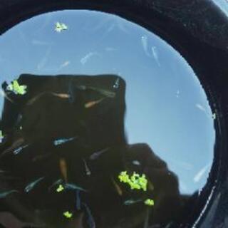 MIXメダカ  15匹1000円