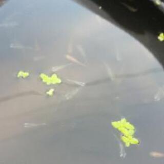 MIXメダカ  15匹1000円の画像