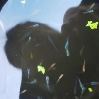 MIXメダカ  15匹1000円の画像