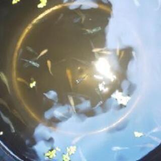 MIXメダカ  15匹1000円の画像