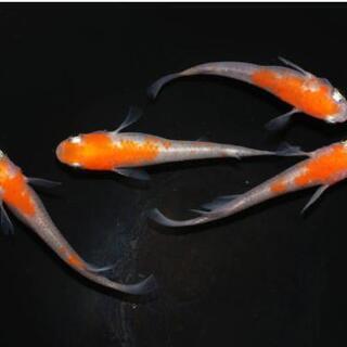 透明鱗紅白 （更紗）メダカの若魚5匹1000円の画像