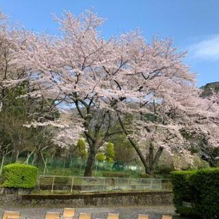 お茶友募集