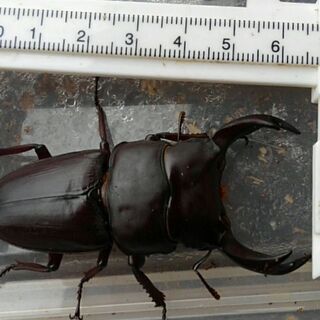 クワガタ　カブトムシ　飼育仲間募集