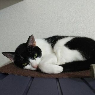 小柄のメス、ミックス