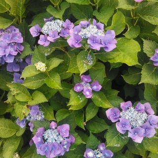 日本語大好き　縁の下編（LIFE工房　紫陽花の会）の画像