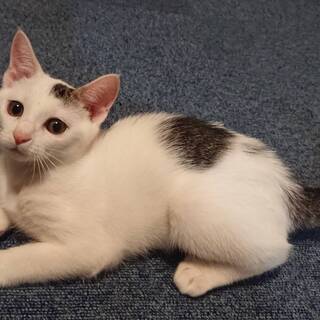 【トライアル決まりました】トビ猫　3か月（男の子）の画像