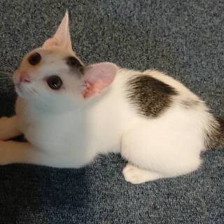 【トライアル決まりました】トビ猫　3か月（男の子） - 福岡市