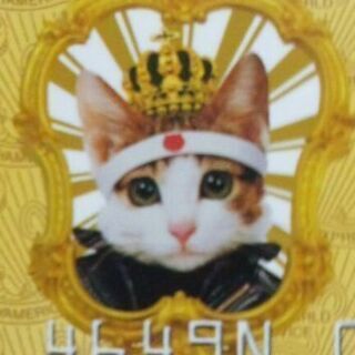 ニャメリカンネコスプレス　なめ猫