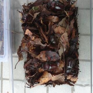 カブトムシ、ノコギリクワガタの画像