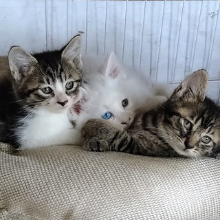 ５月２９日生まれ子猫2匹里親募集