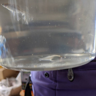 メダカ    バタフライ成魚ペア