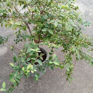 ブルーベリー鉢植え
